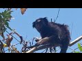 Macaquinho fazendo graça aqui em casa.....rsrs
