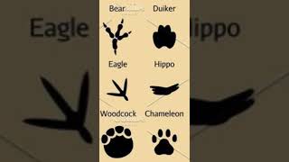 types of birds (woodcock)#birds #woodcock #shortvideo