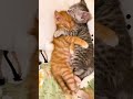 trop d'amour 😍 #cat #chat #chat #youtubeshorts #cute #funny #viral #pets #fyp #kitten #love
