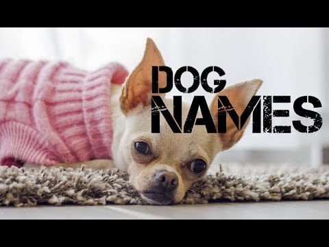 female-dog-names-that-start-with-m---youtube