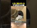 人生に疲れ切ったやる気ゼロの猫