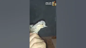 طائر الأغرب في العالم ابو الوي شاهد مع فضل نبهان 