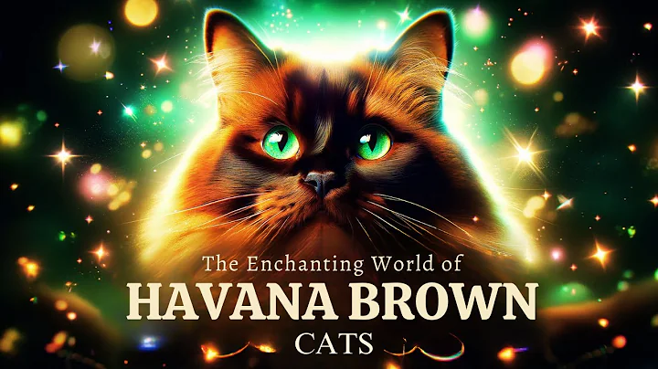 Watch the video about The Enchanting World of Havana Brown Cat - 10 Things you should know