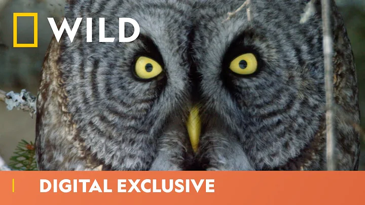 The Great Grey Owl Takes A Deadly Plunge | America The Beautiful | National Geographic WILD UK - DayDayNews