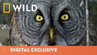 The Great Grey Owl Takes A Deadly Plunge | America The Beautiful | National Geographic WILD UK