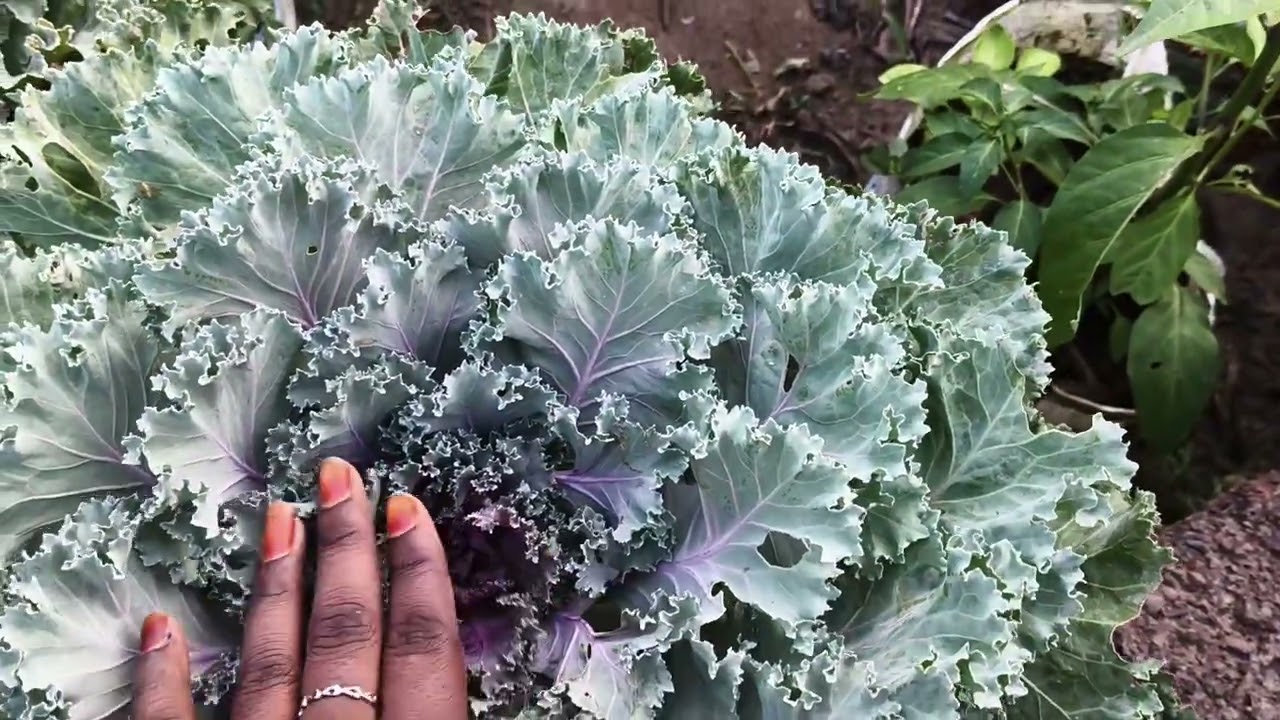 Saravani garden 🏡