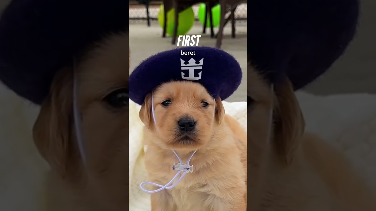 Chief Dog Officer Skipper | Legend of the Seas