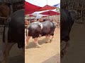 #ytshorts #cow #hate #goru #bull #গরু #গরুর_হাট #গরুর #cowunloading #cows #cowvideos #গরু #হাট #caw