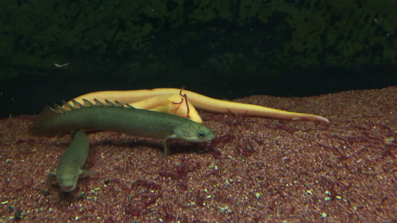 albino swamp eel blood worms feeding YouTube
