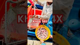 @cadacsan ✅ Thu hoạch Cá Khoai tươi ngon giá 14X Cà Mau #cákhoai 0944567442 #giathuysan @thuysanwork