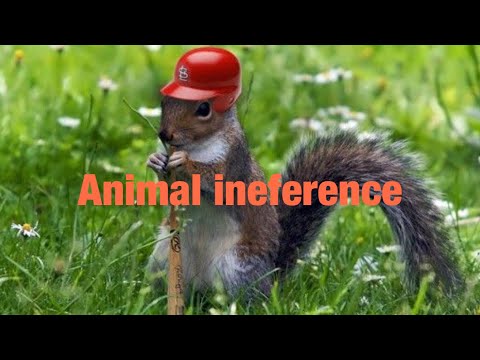 MLB ANIMAL INTERFERENCE