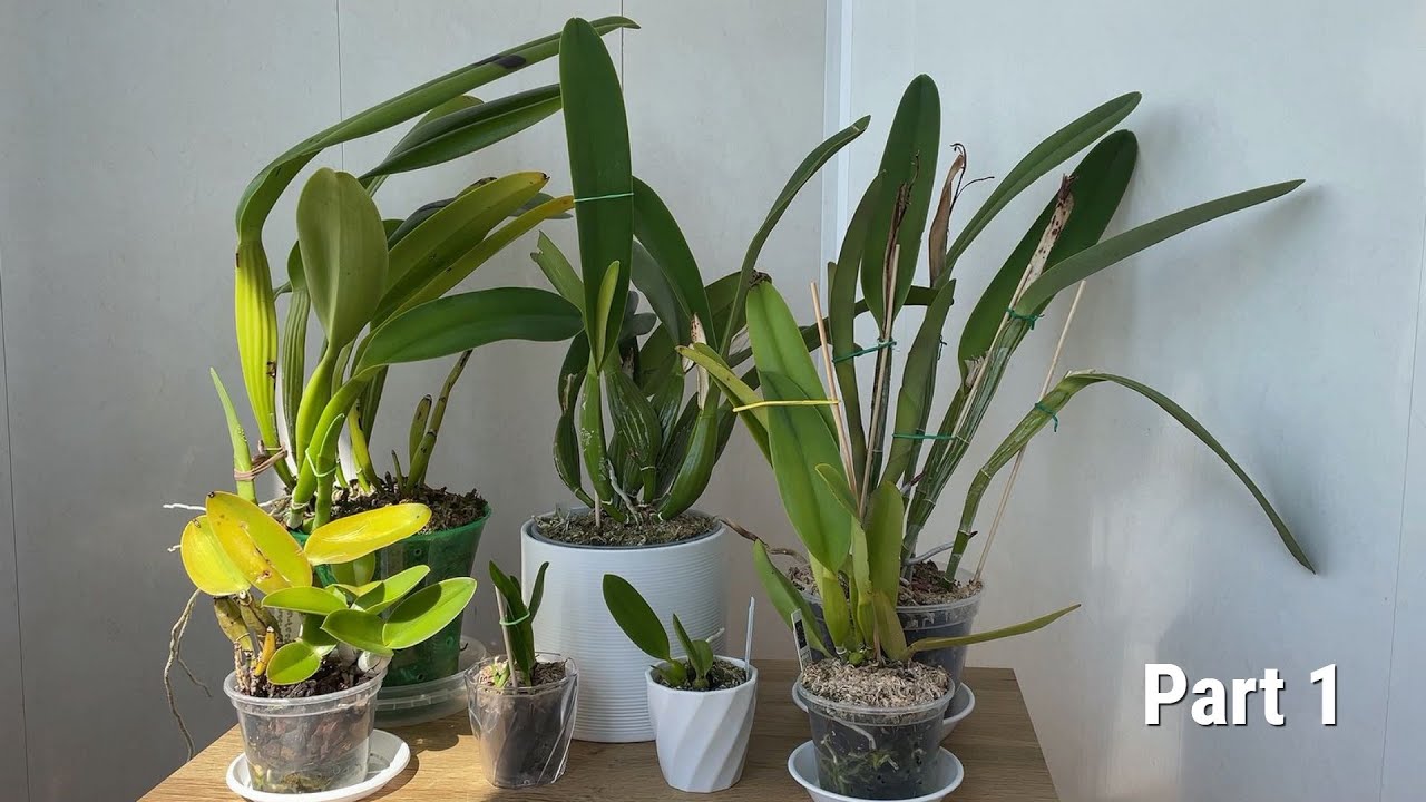 Весенние зарисовки/ каттлеи, часть 1.