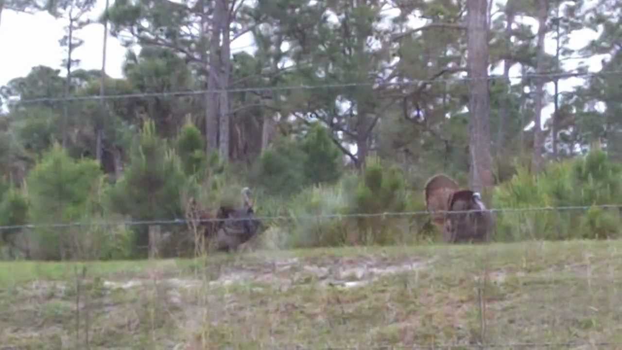 Turkey Hunting Florida 