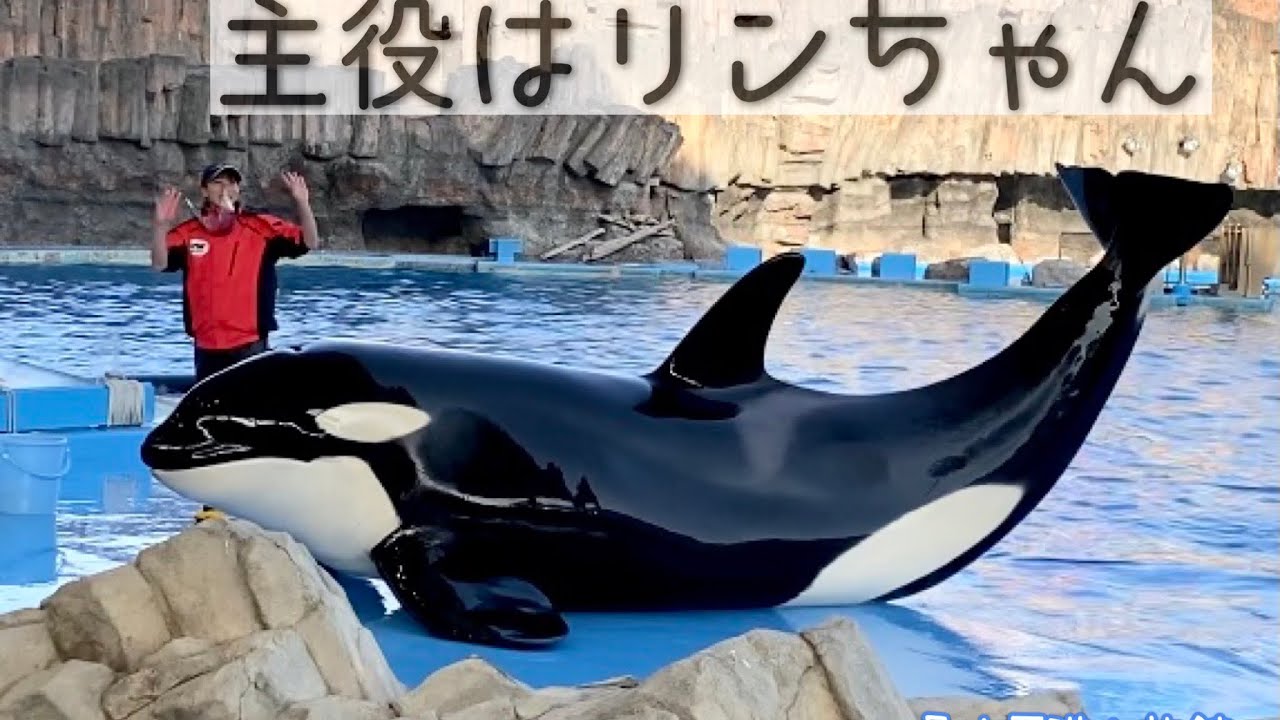 リンちゃんが主役 公開トレーニング 名古屋港水族館 Youtube