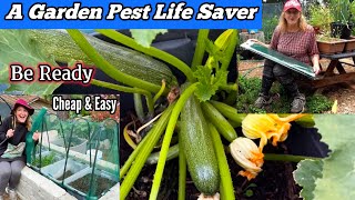 Life SAVER Helps MY Garden Grow KEEPS PESTS OUT of Vegetables Growing Zucchini * Container Gardening