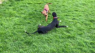 Otto (the Whippet) & Pip (the Irish Terrier)