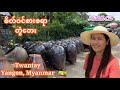Day trip to twantay  yangon myanmar subeb   michellechomyn