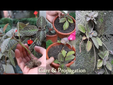 Video: Episcia Plant Info: Tips voor het kweken van Episcia-planten