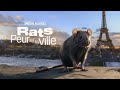 Rats peur sur la ville