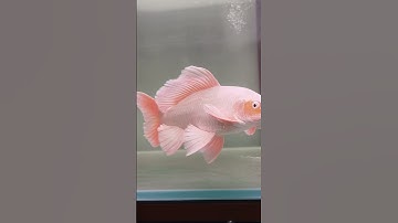 CHÉP PHI TẦN TRẮNG RÂU CHÙM -Beautiful China platium butterfly carp  #chepphitan #butterflycarp #koi
