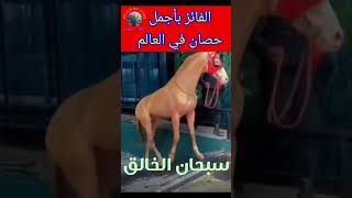 ما شاء الله, فرس من أجمل الخيول في العالم. سلالة 