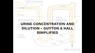 Mechanism of Urine concentration and dilution - GUYTON & HALL Simplified.