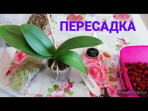 Пересадка Орхидеи После Цветения. Пересаживаю орхидею Little Gem Stripes (покупка 19.05.20)