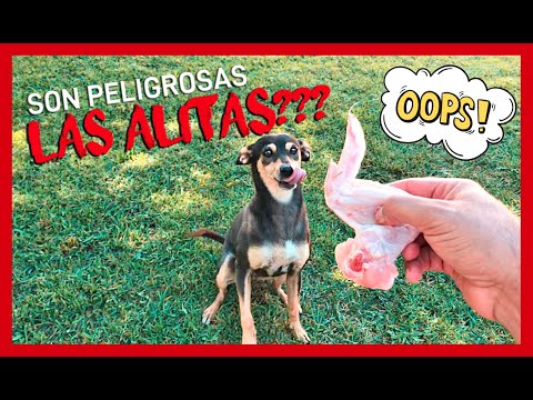 Video: ¿Pueden los perros comer alitas de pollo picantes?