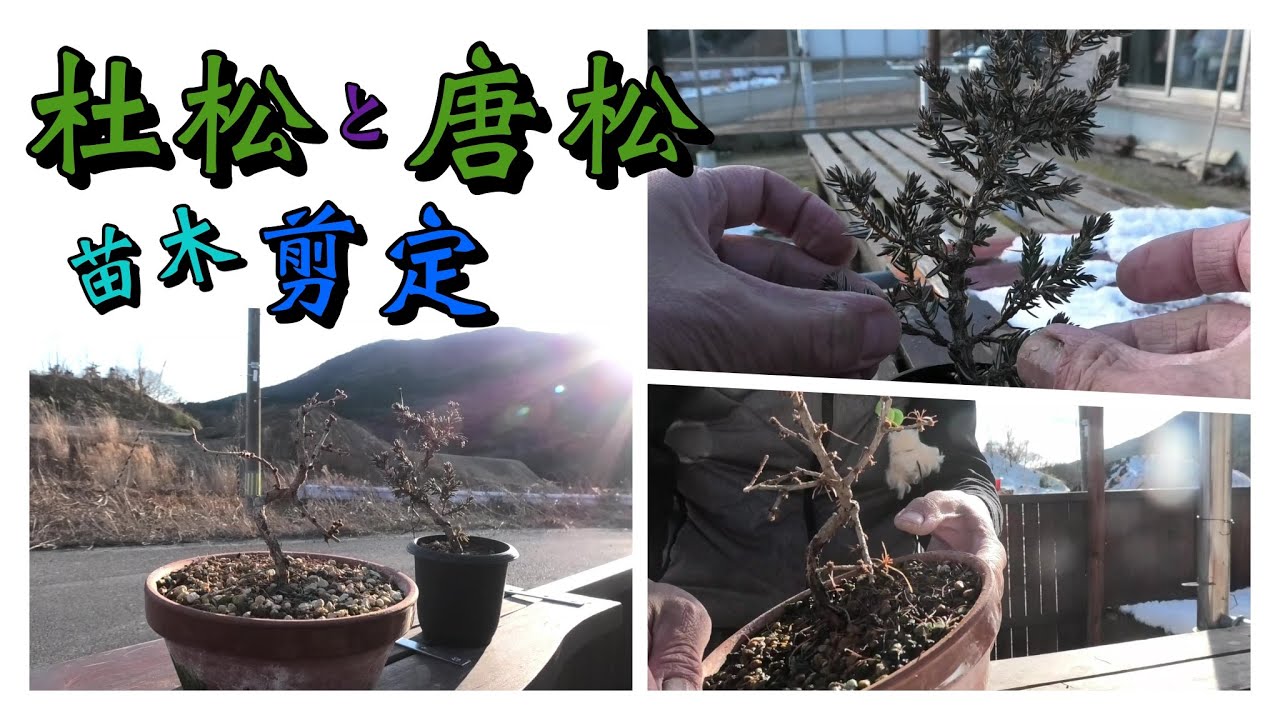 杜松と唐松】苗木の簡単剪定 - YouTube