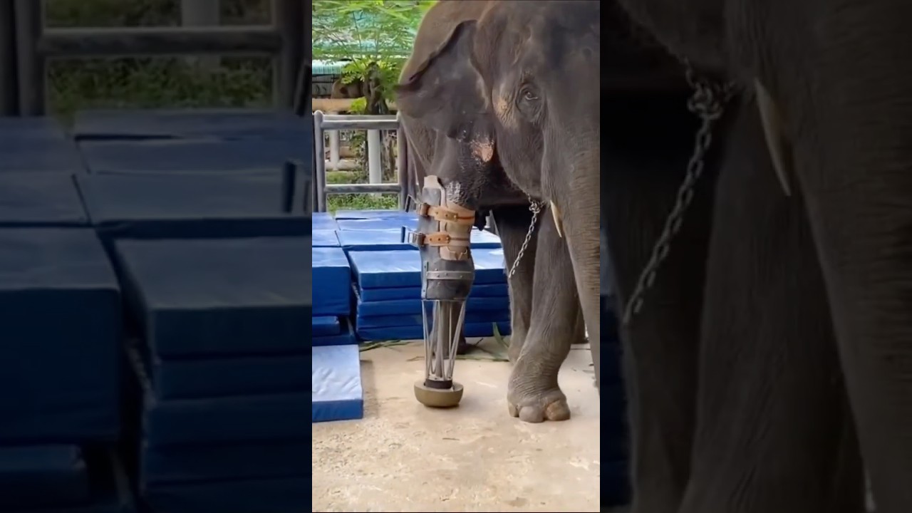 Elephant Amputee Fitted with a Prosthetic Leg