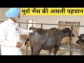 असली मुर्रा भैंस को कैसे पहचाने| Pure Murrah Buffalo characteristics/ki pehchan