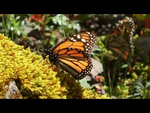 Vídeo: 300 Milhões De Borboletas Para Descer No Texas