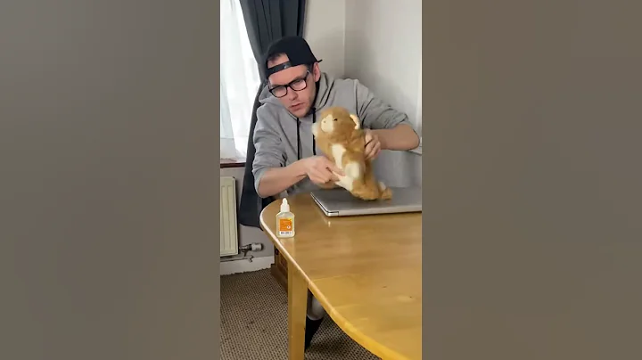 Teaching Naughty Cats a Lesson #shorts