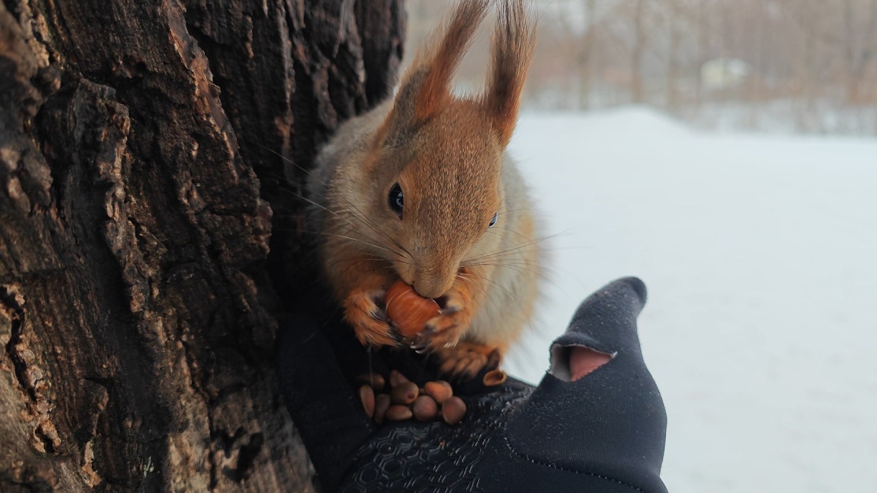 Мастер-класс по вскрытию фундука! 🤔😜 Hazelnut cracking master class!