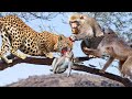 Amazing!!! Angry Mother Monkey Attacks Madly And Tries To Kill Leopard On Tree To Save Baby Monkey