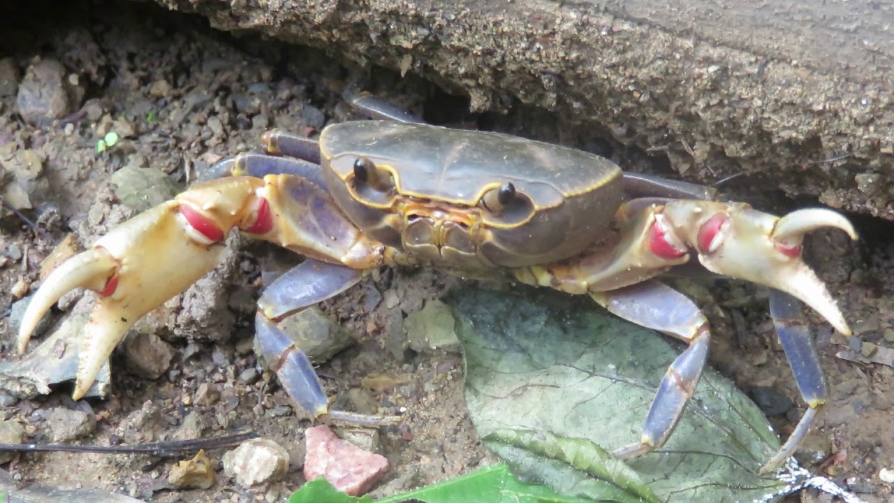 Crab in Thailand Kaeng Krachan National Park YouTube