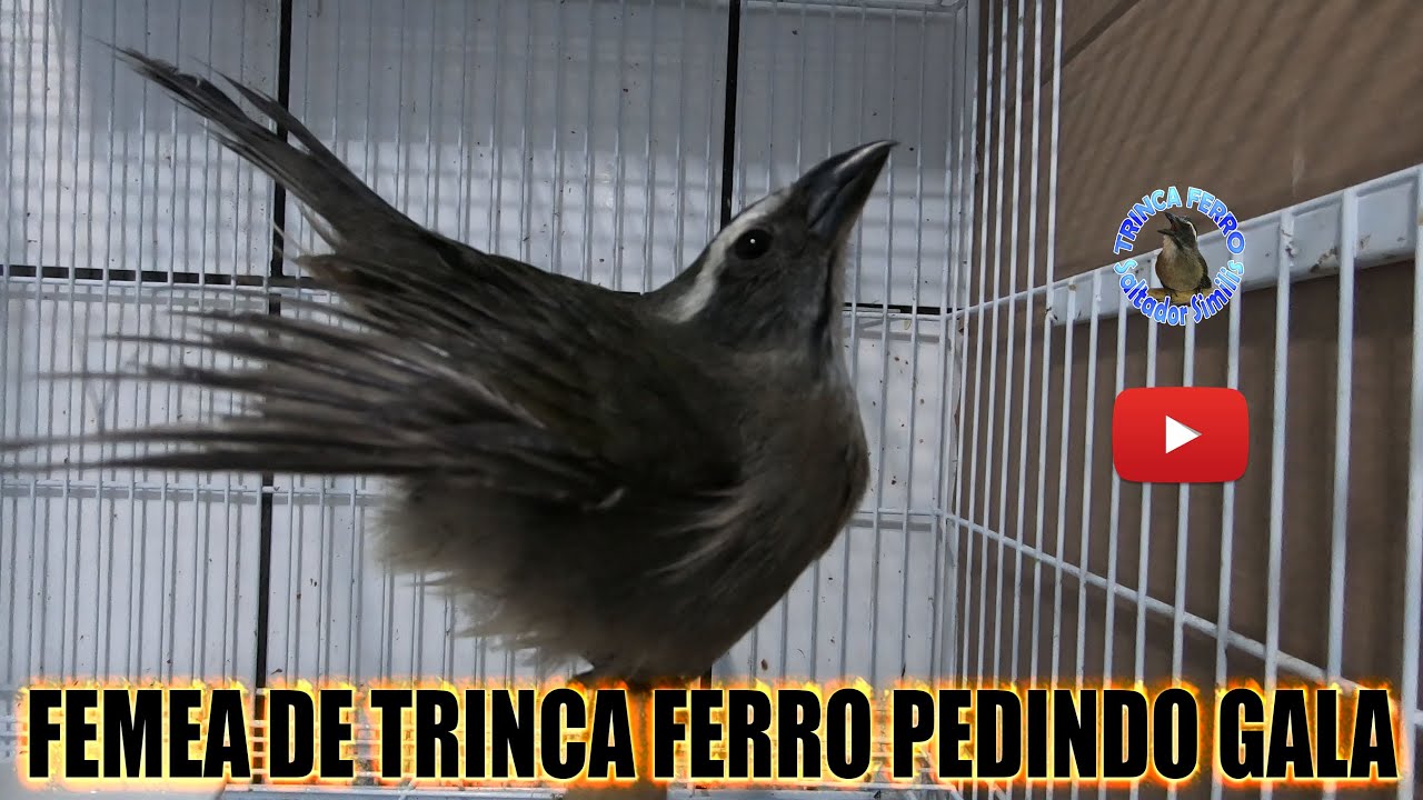 🔥🐦 FÊMEA DE TRINCA-FERRO PEDINDO GALA – ESQUENTA NATURAL! - YouTube