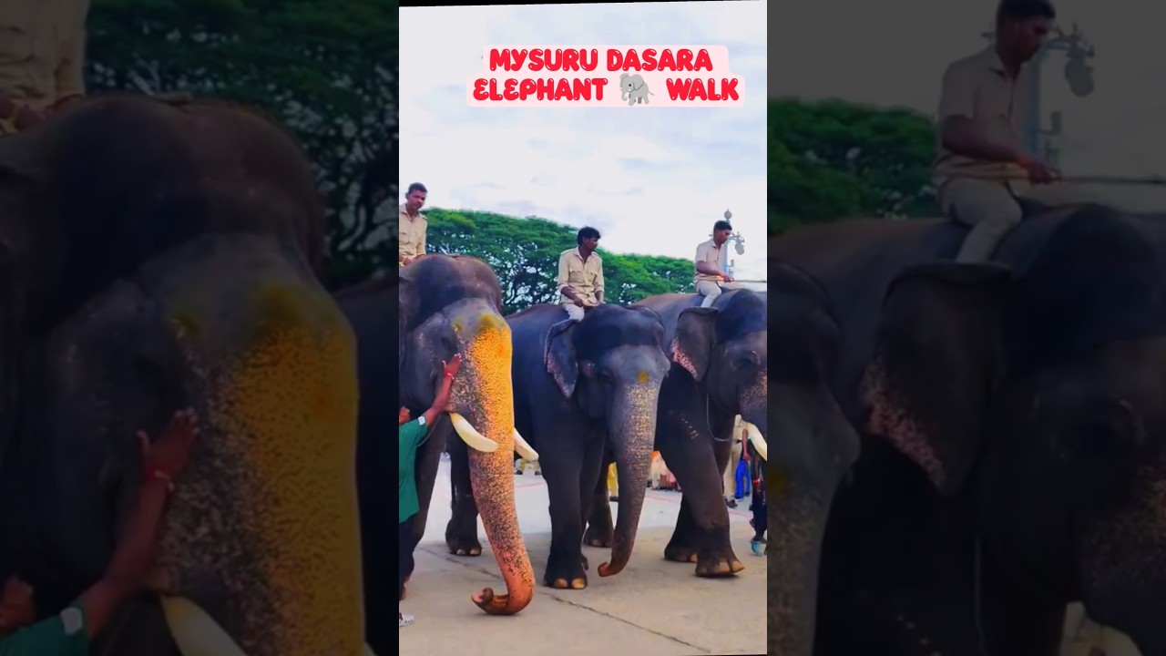 Royal Dasara Elephants 2025 | Jumbo Walk at Mysuru | World Famous Jamboo Savari Parade 