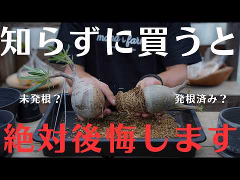 9月に買って大丈夫？】抜き苗・未発根・発根済みの違い｜知らずに買う