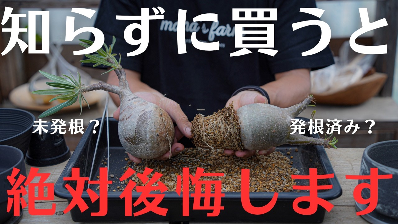 9月に買って大丈夫？】抜き苗・未発根・発根済みの違い｜知らずに買う