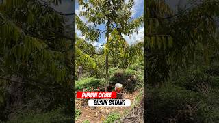 Durian Ochee Is Sick