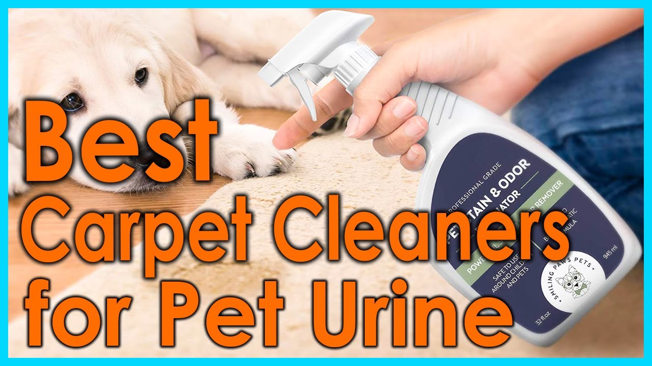 Best Carpet Cleaners For Pet Urine Top