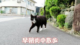 【ワレニャン】早朝に無人の街中を猫と野良ブラ散歩 Taking a stroll with a cat through the deserted city early in the morning