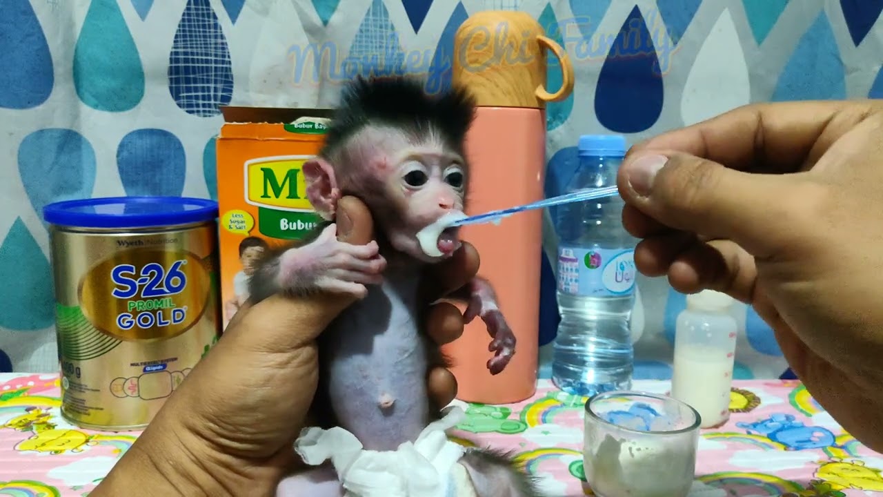 Newborn Baby Monkey Chiki's first Time Lunch Baby Porridge Chicken Carrot Sup