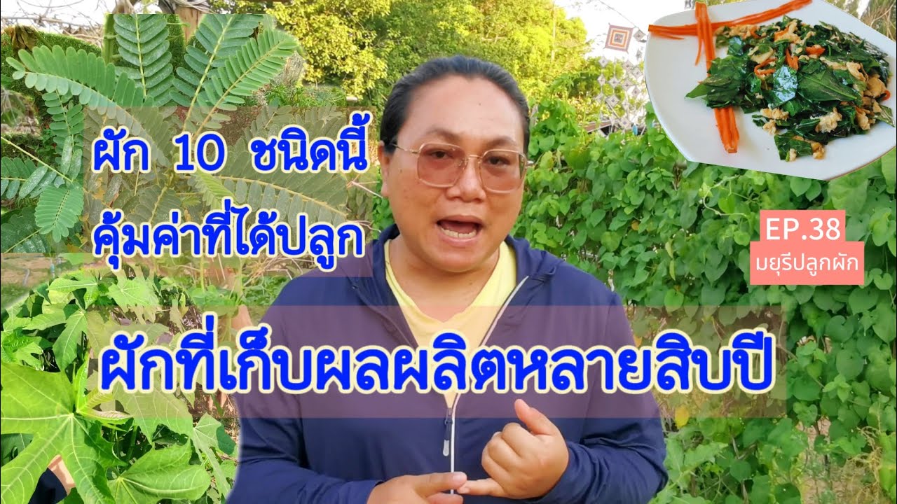 [EP.38]​ ผักอายุยืน 10 ชนิด เก็บกินนานหลายสิบปี คุ้มค่าที่ได้ปลูก | มยุรีปลูกผัก