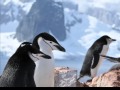 Péninsula Antarctica - Chinstrap Penguin seduction.