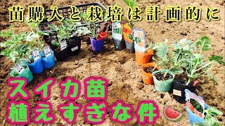 スイカ苗を植えすぎな件☆購入と栽培は計画的に☆すぎおふぁーむ