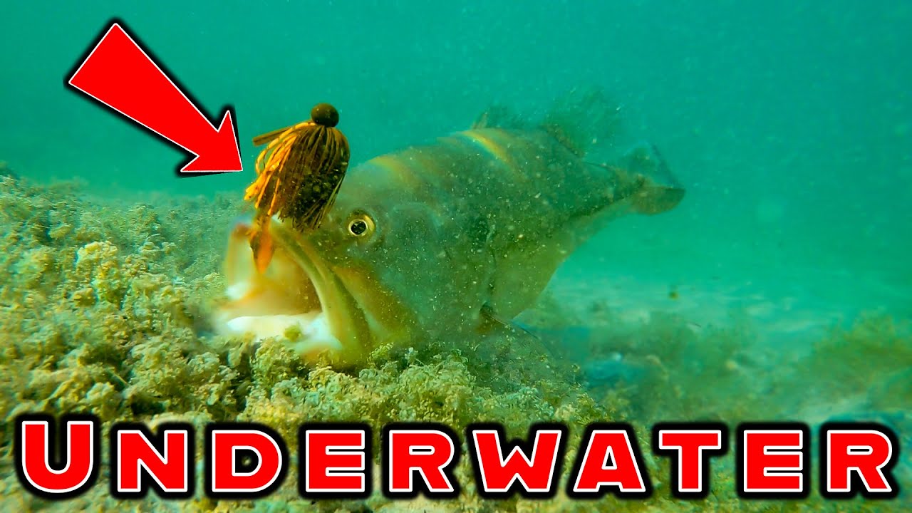 POOP BAITS - Underwater Bait Comparison! (The Fastest Growing Category In Bass  Fishing!) 