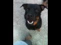 Talking Dog (Rottweiler). Master Christian Dog Training Atlanta Talking Dog (Rottweiler). Master Christian Dog Training Atlanta