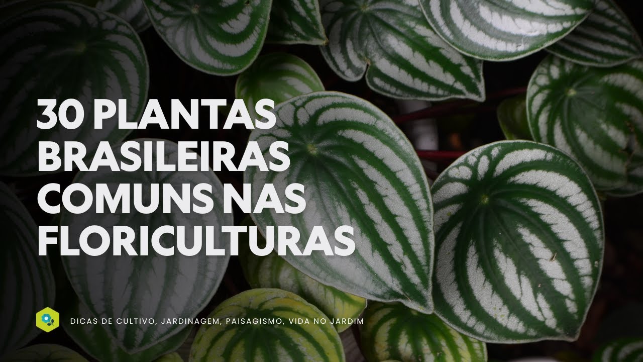 30 PLANTAS BRASILEIRAS COMUNS NAS FLORICULTURAS
